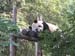 01_Beijing_Zoo_panda