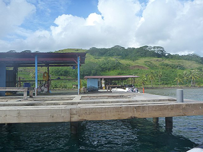 Pearl Grafting Platform