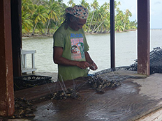 Worker checking on oysters' progress in pearl development.
