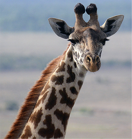 Photo by Bob Stephens