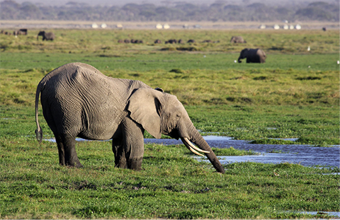 Photo by Bob Stephens.