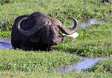 Photo by Bob Stephens.