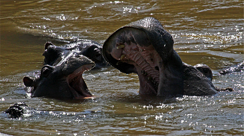 Photo by Bob Stephens.