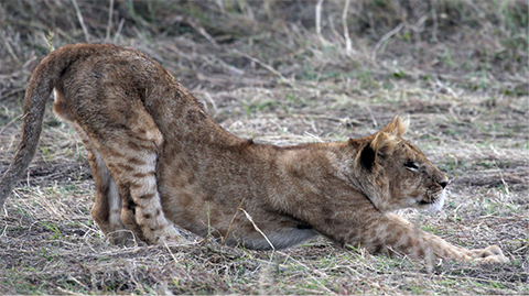 Photo by Bob Stephens.