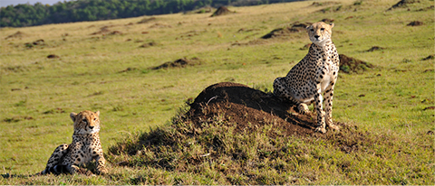 Photo by Alson Wong.