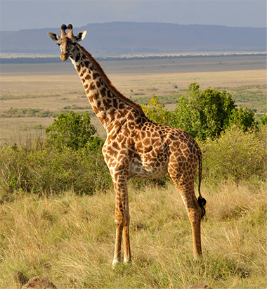 Photo by Alson Wong.