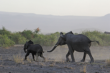 Photo by Bob Stephens