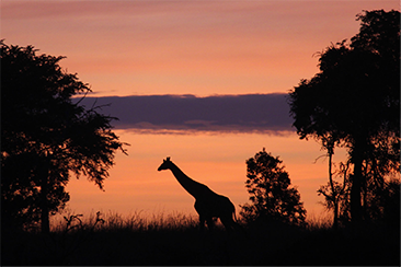 Photo by Bob Stephens