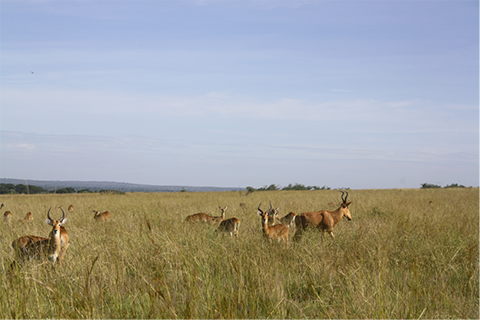 Photo by Judith Shanks.