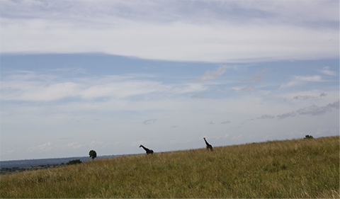 Photo by Judith Shanks.