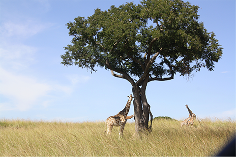 Photo by Judith Shanks.