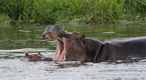 Photo by Bob Stephens.